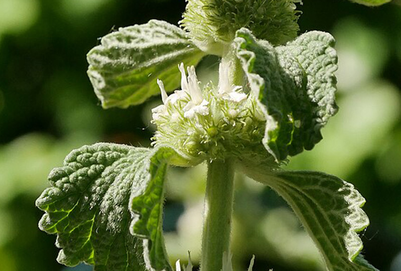 Gewöhnlicher Andorn | Heilpflanze des Jahres 2018