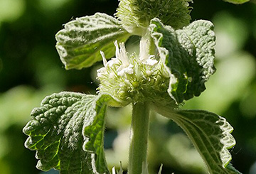 Andorn | Heilpflanze 2018