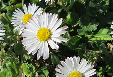 Gänseblümchen | Heilpflanze 2017