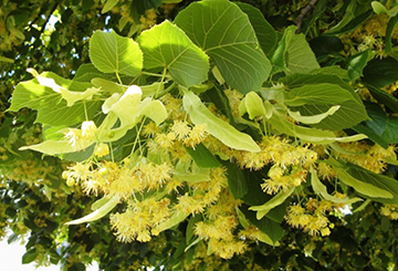 Sommer- und Winterlinde - Heilpflanze des Jahres 2025